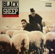 画像1: BLACK SHEEP / A WOLF IN SHEEP’S CLOTHING  (US-LP) (1)